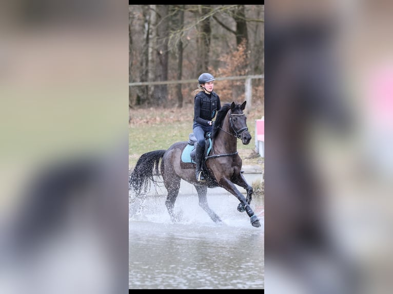 Trakehner Yegua 10 años 167 cm Negro in Salzhausen