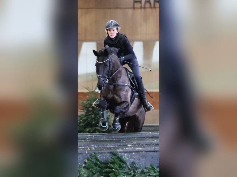 Trakehner Yegua 10 años 167 cm Negro in Salzhausen