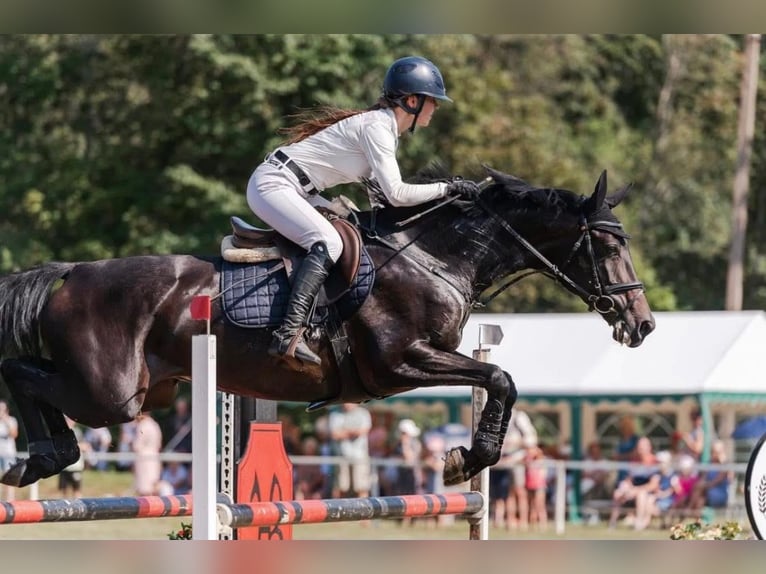 Trakehner Yegua 10 años 168 cm Negro in Palanga