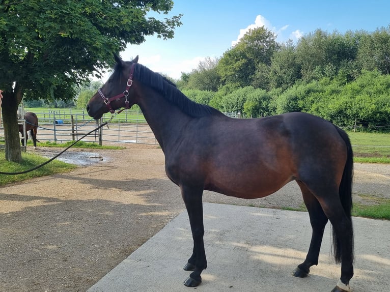 Trakehner Yegua 10 años 172 cm Castaño oscuro in Günzburg