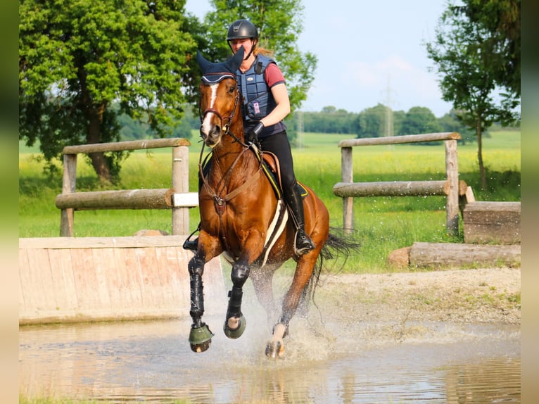Trakehner Yegua 10 años 180 cm Castaño in Wartenberg