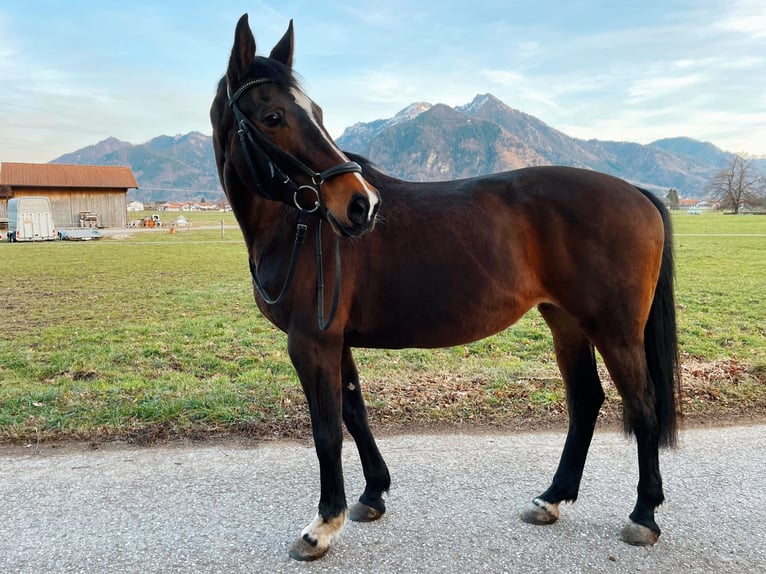 Trakehner Yegua 11 años 159 cm Castaño oscuro in Grassau