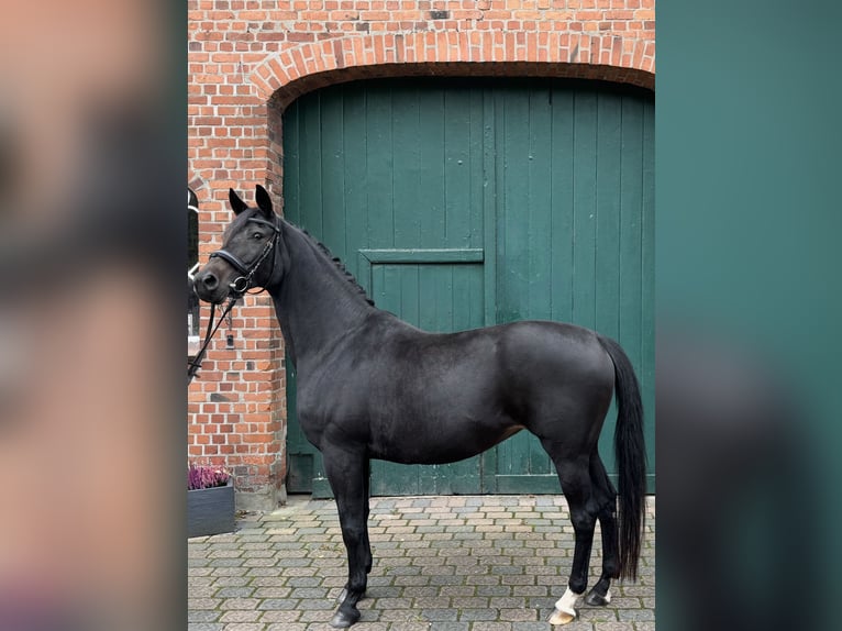 Trakehner Yegua 11 años 160 cm Castaño oscuro in TangstedtTangstedt