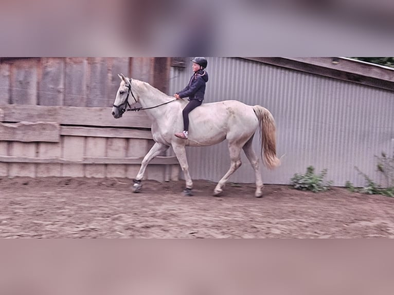 Trakehner Yegua 11 años 162 cm Tordo in Missen-Wilhams