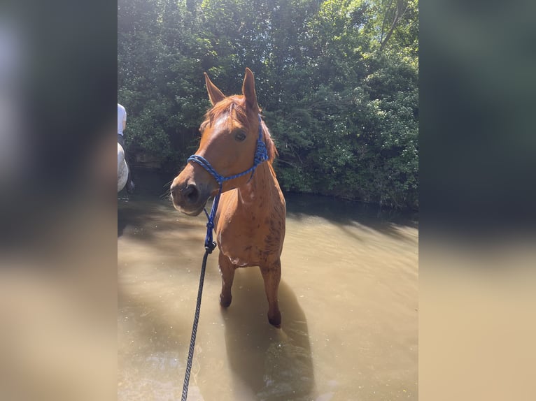 Trakehner Yegua 11 años 164 cm Alazán in Wernau