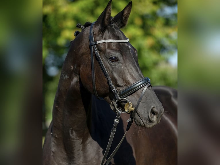 Trakehner Yegua 11 años 164 cm Negro in Garsten