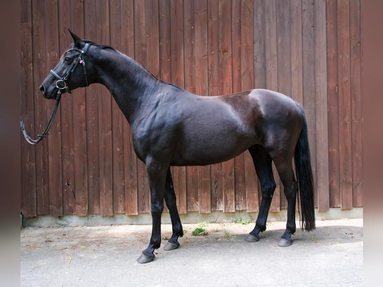 Trakehner Yegua 11 años 165 cm Negro in Buchholz-Holm