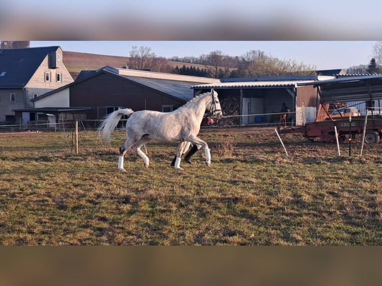 Trakehner Yegua 11 años 165 cm Tordo in Niederwiesa