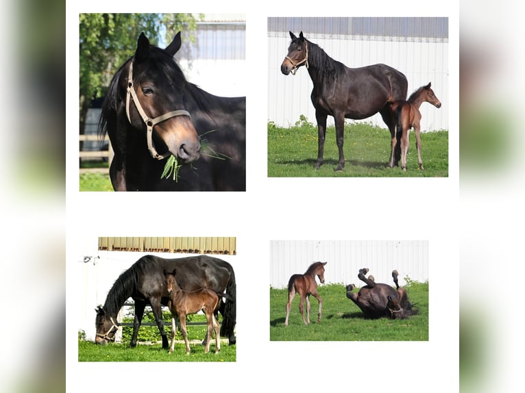 Trakehner Yegua 11 años 174 cm Castaño oscuro in Holzwickede