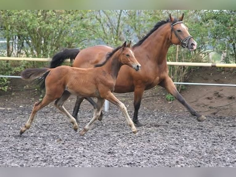 Trakehner Yegua 11 años Castaño in Crivitz