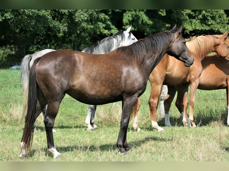 Trakehner Yegua 11 años Castaño oscuro in Crivitz