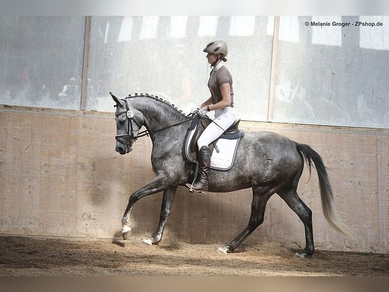 Trakehner Yegua 12 años 167 cm Tordo in Bad Oldesloe