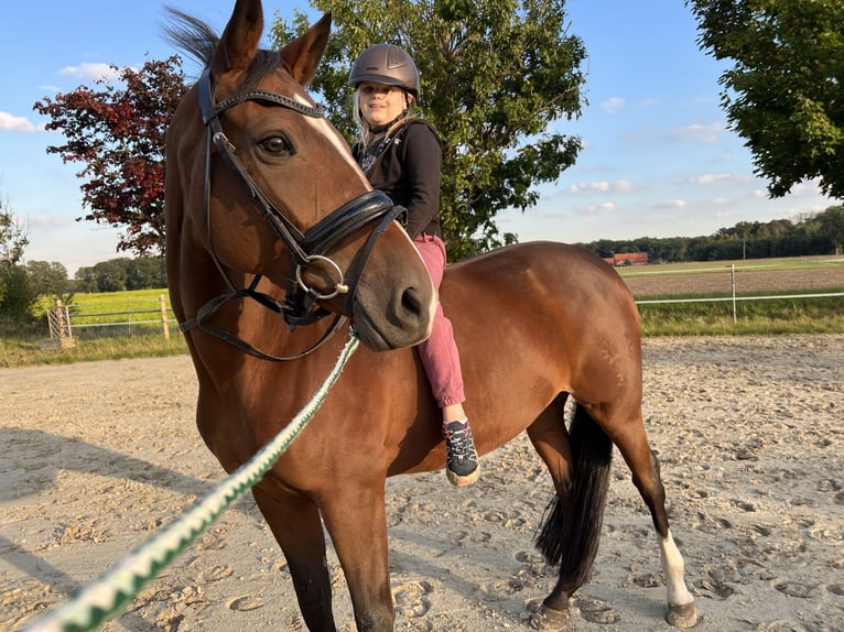 Trakehner Yegua 13 años 163 cm Castaño in Senden