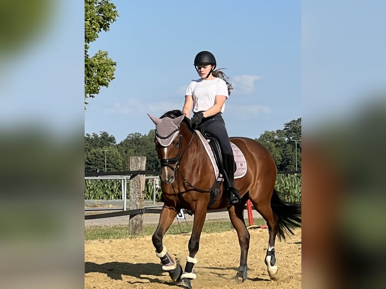 Trakehner Yegua 13 años 163 cm Castaño in Senden