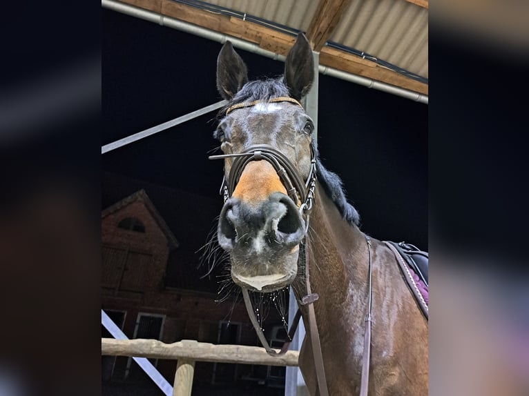 Trakehner Yegua 13 años 170 cm Castaño oscuro in Nienburg (Weser) Holtorf