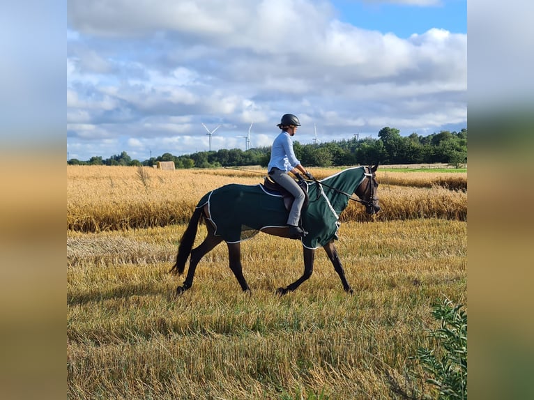 Trakehner Yegua 13 años 170 cm Castaño oscuro in Nienburg (Weser) Holtorf