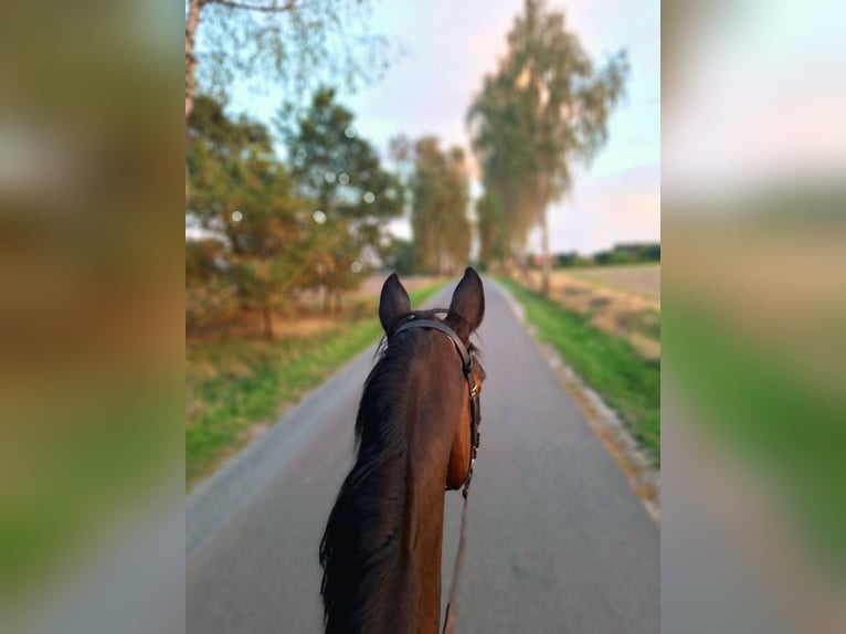 Trakehner Yegua 13 años 170 cm Castaño oscuro in Nienburg (Weser) Holtorf