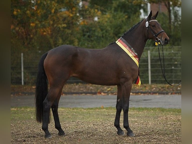 Trakehner Yegua 13 años 172 cm Castaño oscuro in Wenningstedt