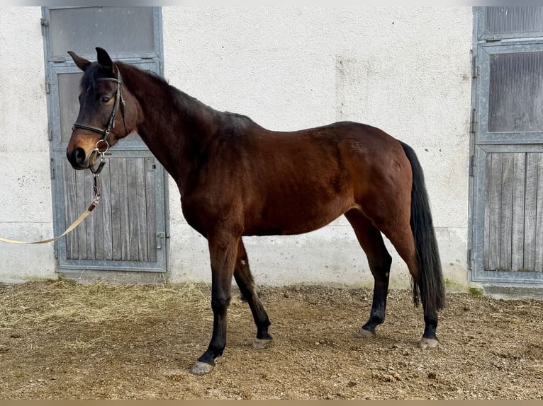 Trakehner Yegua 13 años 174 cm Castaño in Baar bei Augsburg