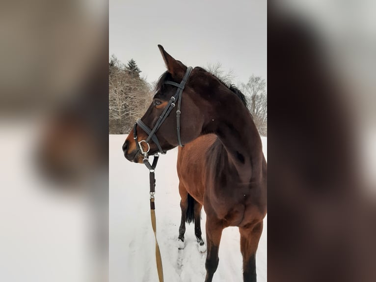 Trakehner Yegua 13 años 174 cm Castaño in Baar bei Augsburg
