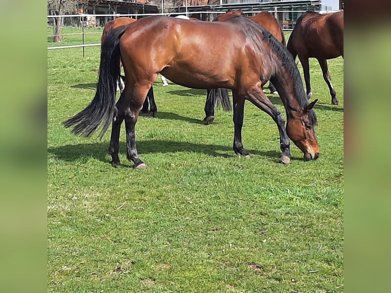 Trakehner Yegua 13 años 174 cm Castaño in Baar bei Augsburg