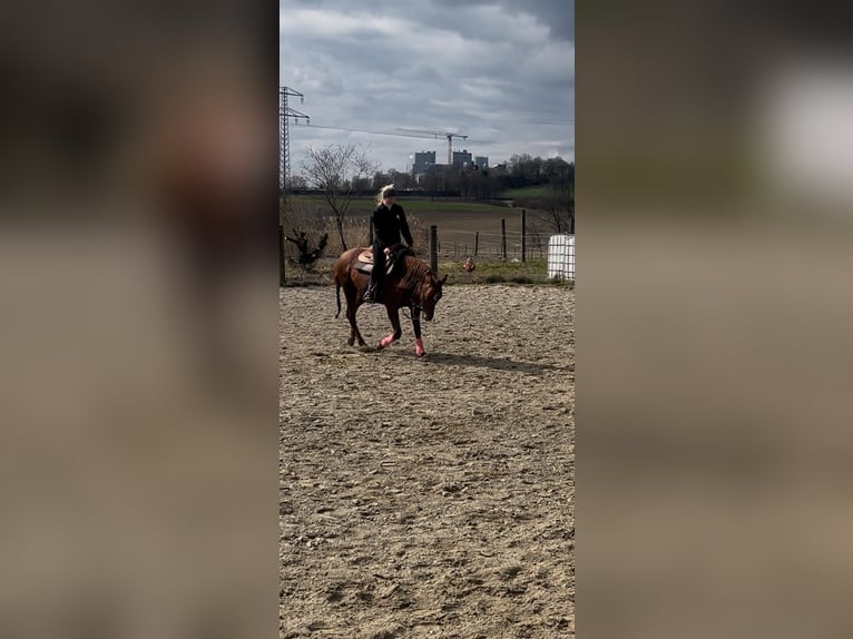 Trakehner Mestizo Yegua 14 años 155 cm Alazán-tostado in Wasserburg am Inn