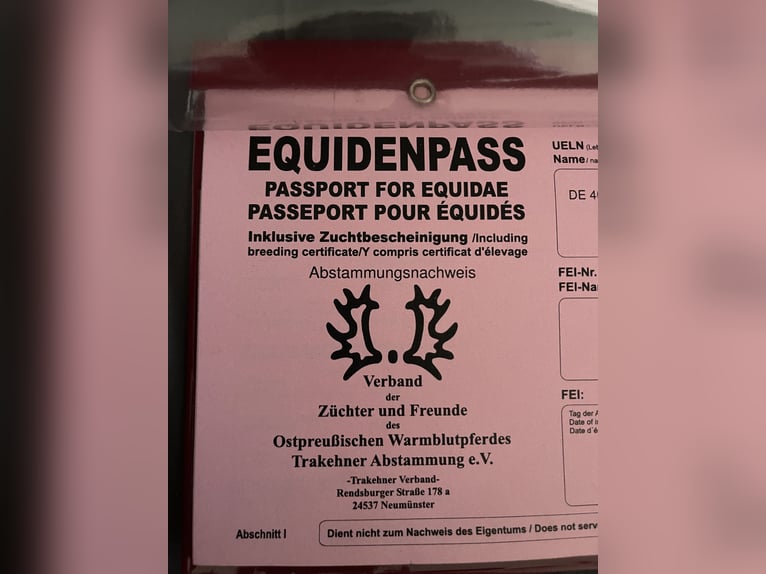 Trakehner Yegua 14 años 160 cm Negro in Essen
