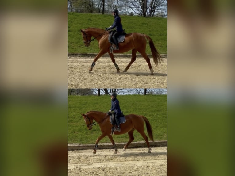 Trakehner Yegua 14 años 164 cm Alazán in Heiligenhaus