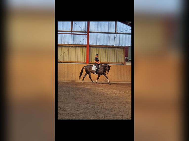 Trakehner Yegua 14 años 164 cm Castaño in Harrislee