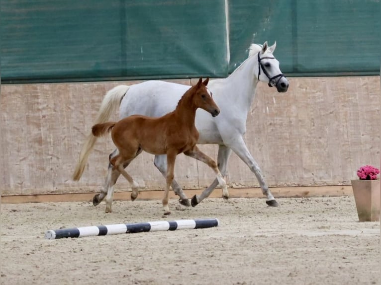 Trakehner Yegua 14 años 164 cm Tordo in Bad Oldesloe