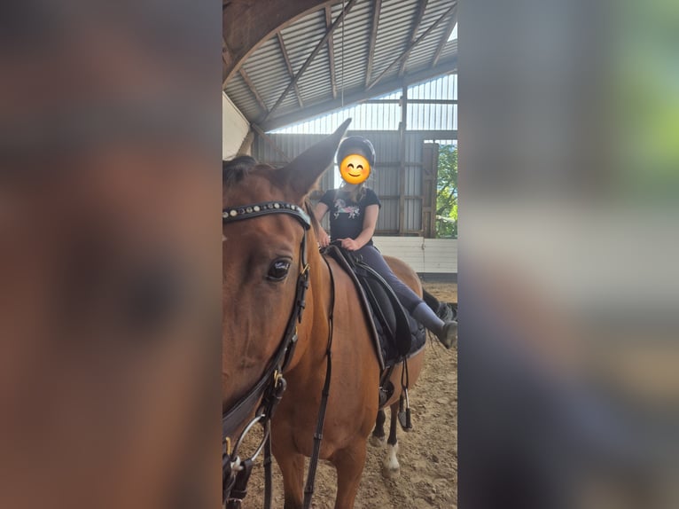 Trakehner Yegua 15 años 156 cm Castaño in Ratekau