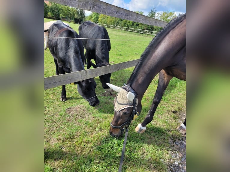 Trakehner Yegua 15 años 163 cm Castaño in Münster