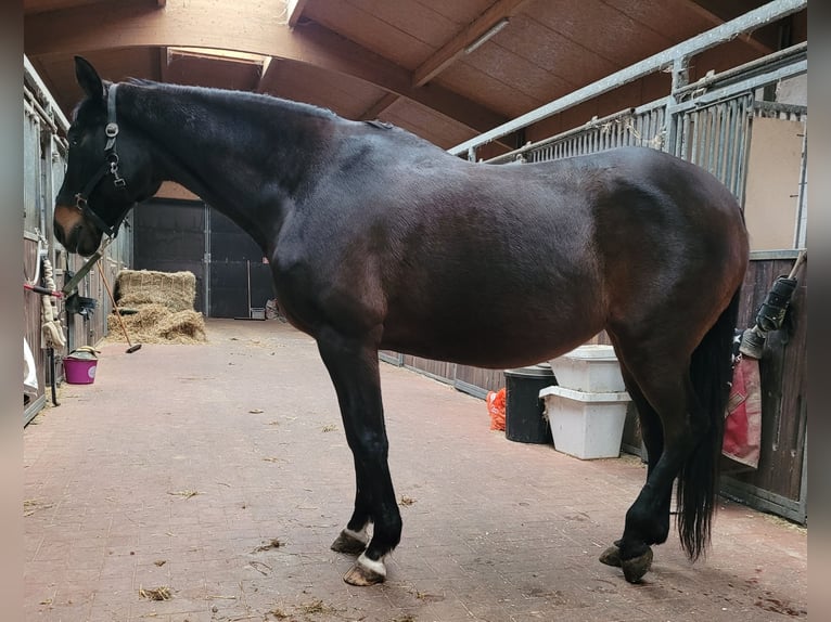 Trakehner Yegua 15 años 163 cm Castaño in Münster