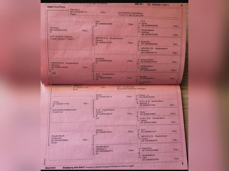 Trakehner Yegua 15 años 163 cm Castaño oscuro in Münster