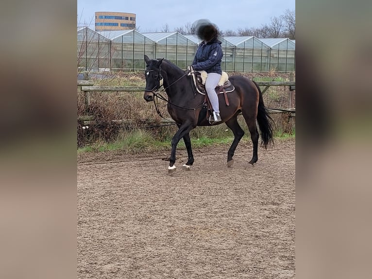 Trakehner Yegua 15 años 163 cm Castaño oscuro in Münster