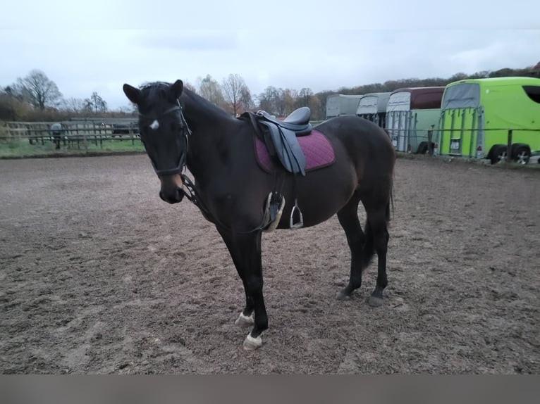 Trakehner Yegua 15 años 163 cm Castaño oscuro in Münster