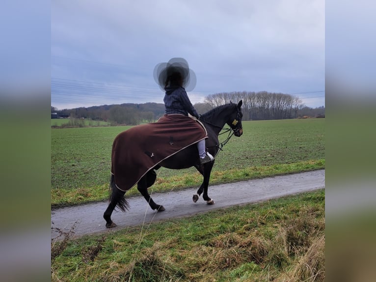 Trakehner Yegua 15 años 163 cm Castaño oscuro in Münster