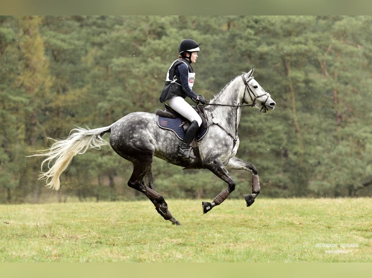 Trakehner Yegua 15 años 164 cm Tordo picazo in Vechelde