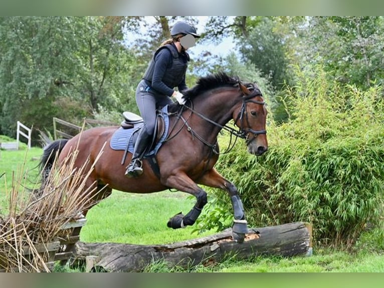 Trakehner Yegua 15 años 165 cm Castaño in Speyer
