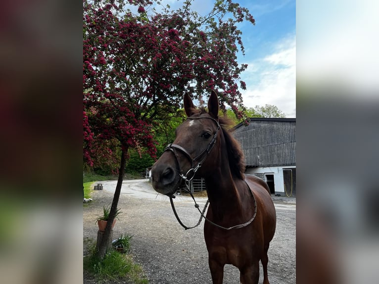 Trakehner Yegua 15 años 168 cm Alazán in Schmallenberg