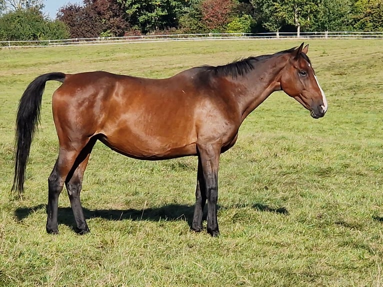 Trakehner Yegua 15 años 168 cm Castaño in Bosau