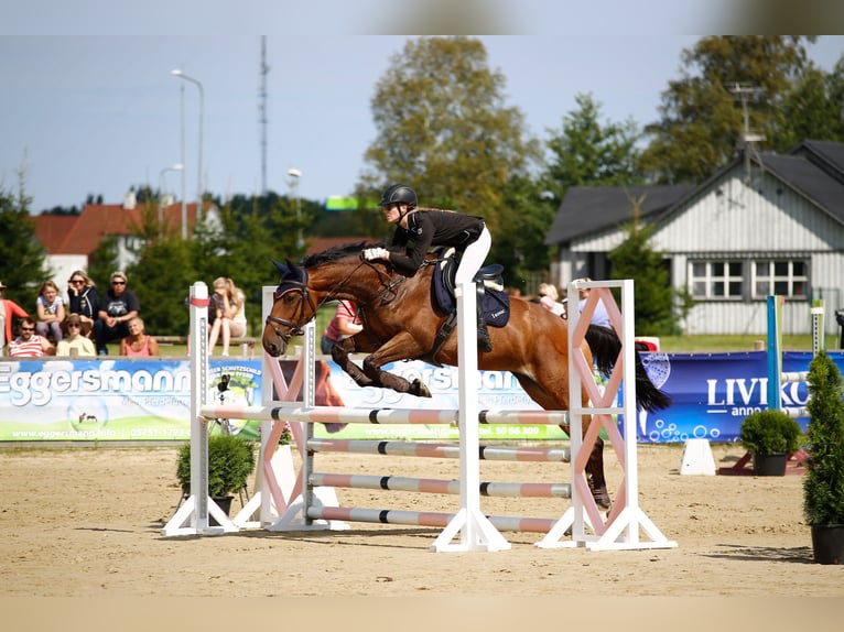 Trakehner Mestizo Yegua 16 años 165 cm Castaño rojizo in N&#xF5;o