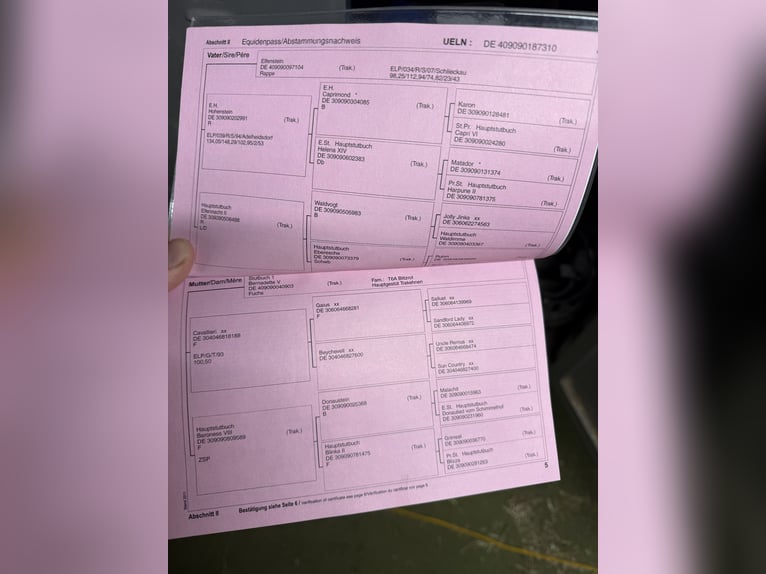 Trakehner Yegua 16 años 165 cm Negro in RavensteinRavenstein