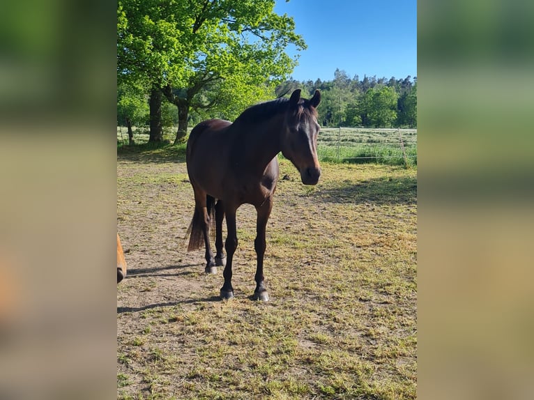 Trakehner Mestizo Yegua 17 años 163 cm Castaño oscuro in Aachen