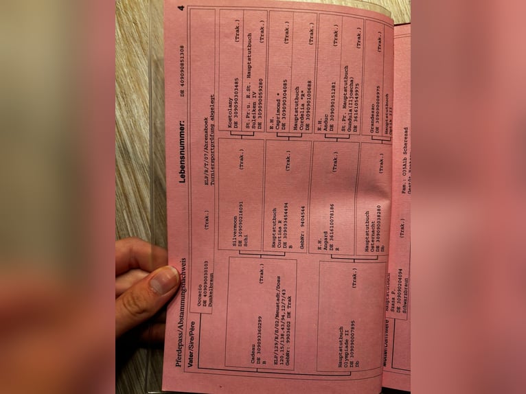 Trakehner Yegua 17 años 165 cm Castaño oscuro in Satrup