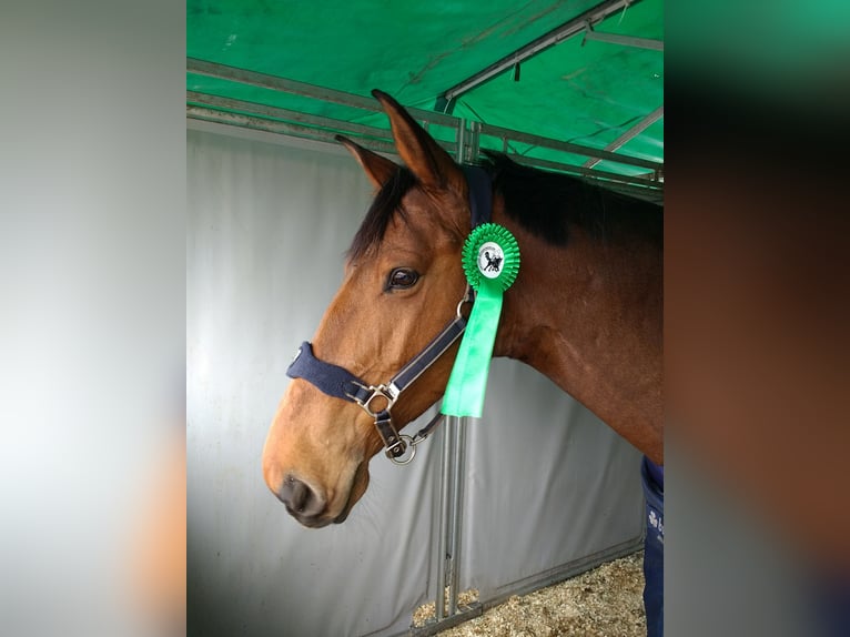 Trakehner Mestizo Yegua 17 años 165 cm Castaño rojizo in Nõo