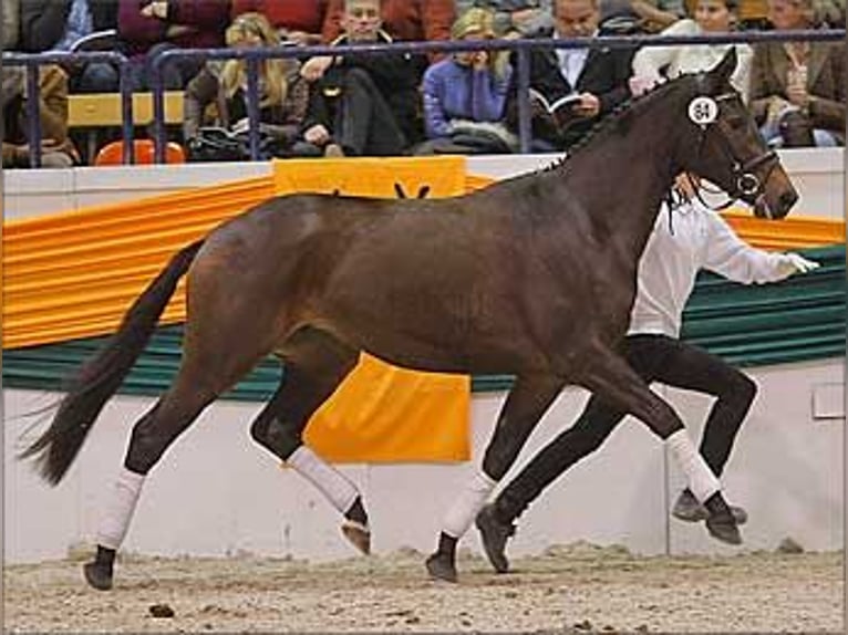 Trakehner Yegua 17 años 166 cm Castaño oscuro in Maltitz
