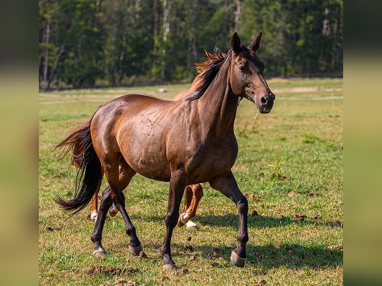 Trakehner Yegua 17 años 166 cm Castaño oscuro in Maltitz