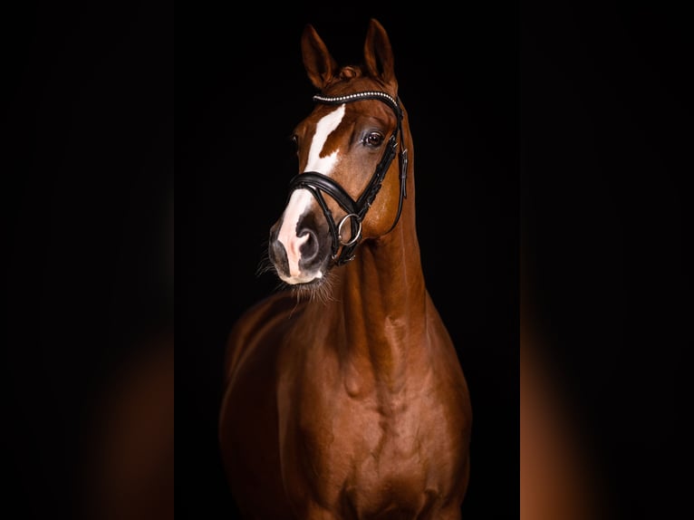 Trakehner Yegua 17 años 167 cm Alazán in Wolfenbüttel