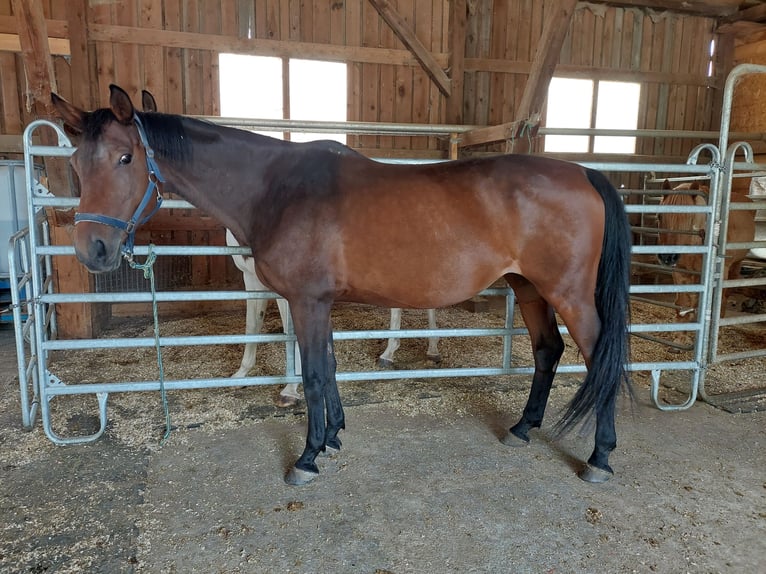 Trakehner Yegua 17 años 167 cm Castaño oscuro in Mauern